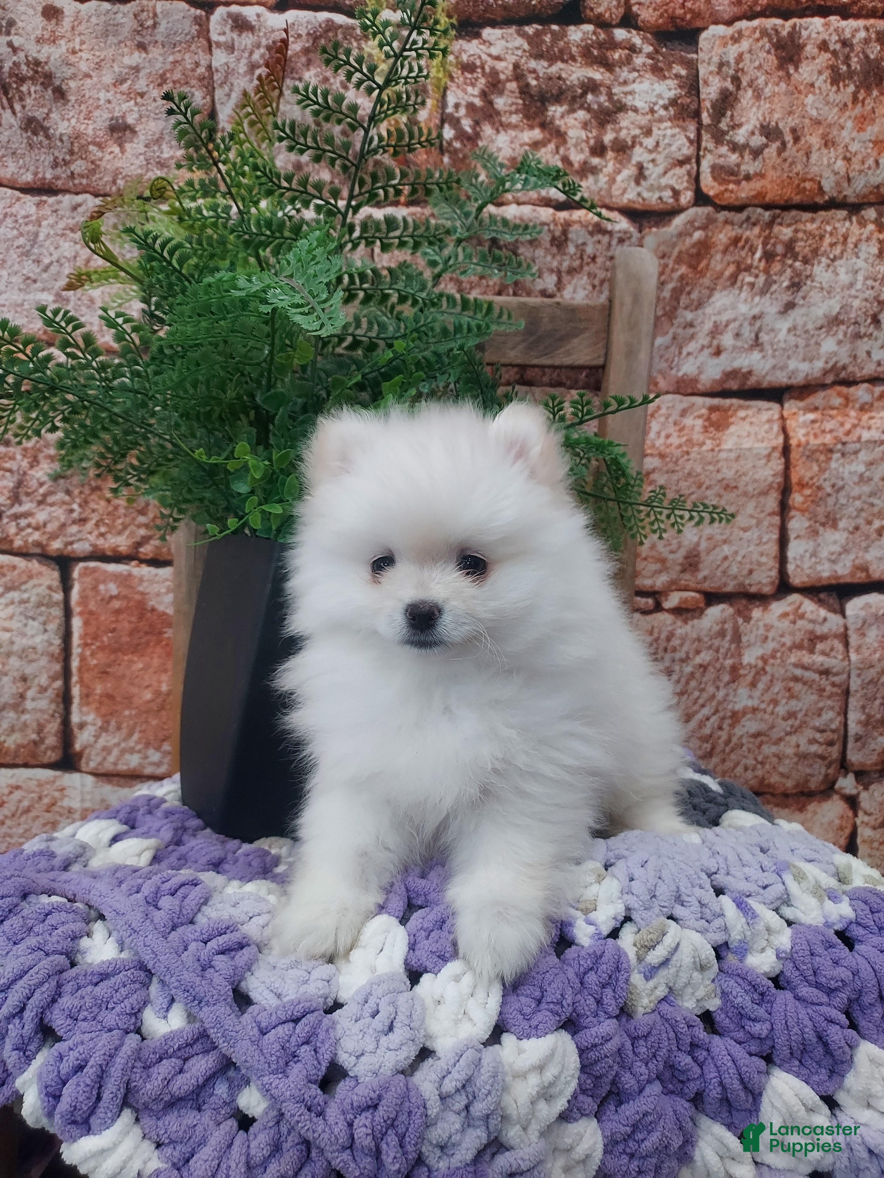 Pomeranian dogs for sale: Wanda - Ad 2