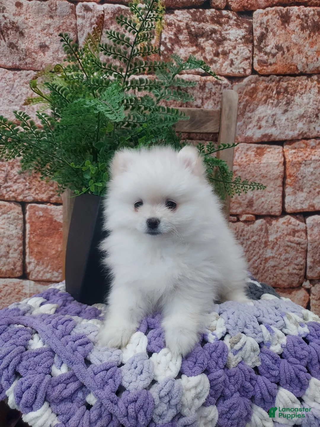 Pomeranian dogs for sale: Wanda - Ad 2