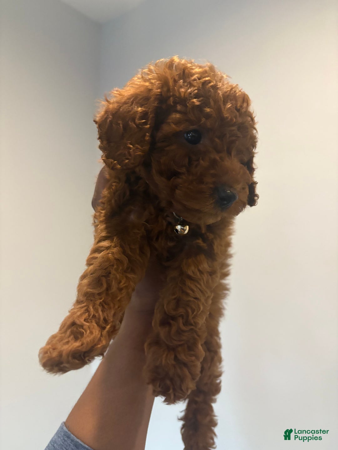 Miniature Poodle dogs for sale: Mini/Toy Tweety - Ad 3