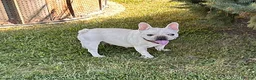 French Bulldog dogs for sale: Leo - Ad 4