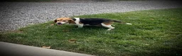 Puggle dogs for sale: Sawyer  - Ad 7