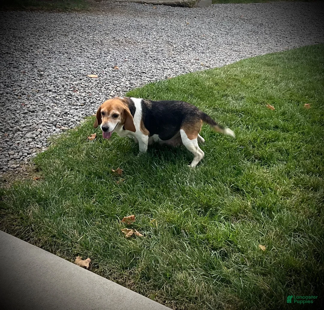 Puggle dogs for sale: Sawyer  - Ad 7