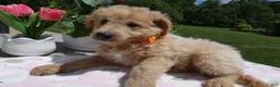 Mini Aussiedoodle dogs for sale: Mini Aussiedoodle 6 Bono - Ad 3