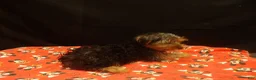 Yorkshire Terrier dogs for sale: Sheldon - Ad 3