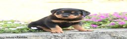 Doberman Pinscher dogs for sale: Brody - Ad 4