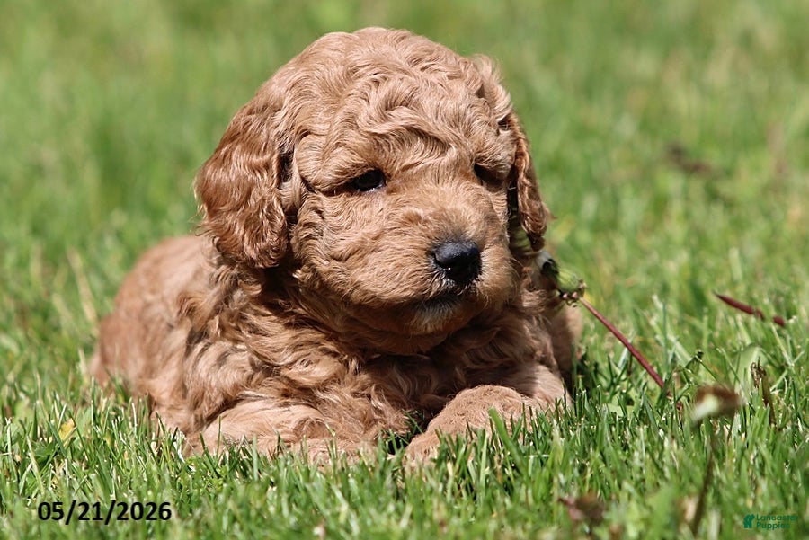 Miniature Poodle dogs Murphy - Ad 2