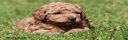 Miniature Poodle dogs for sale: Murphy - Ad 2