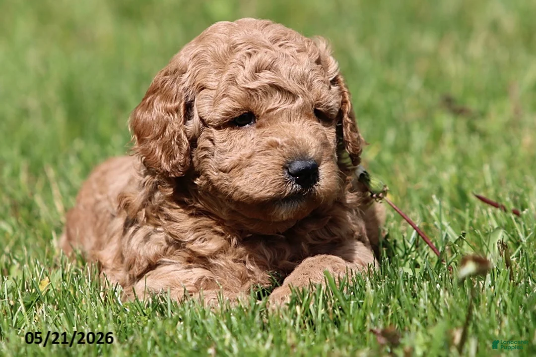 Miniature Poodle dogs for sale: Murphy - Ad 2