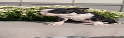 Boston Terrier dogs for sale: Trixie - Ad 7