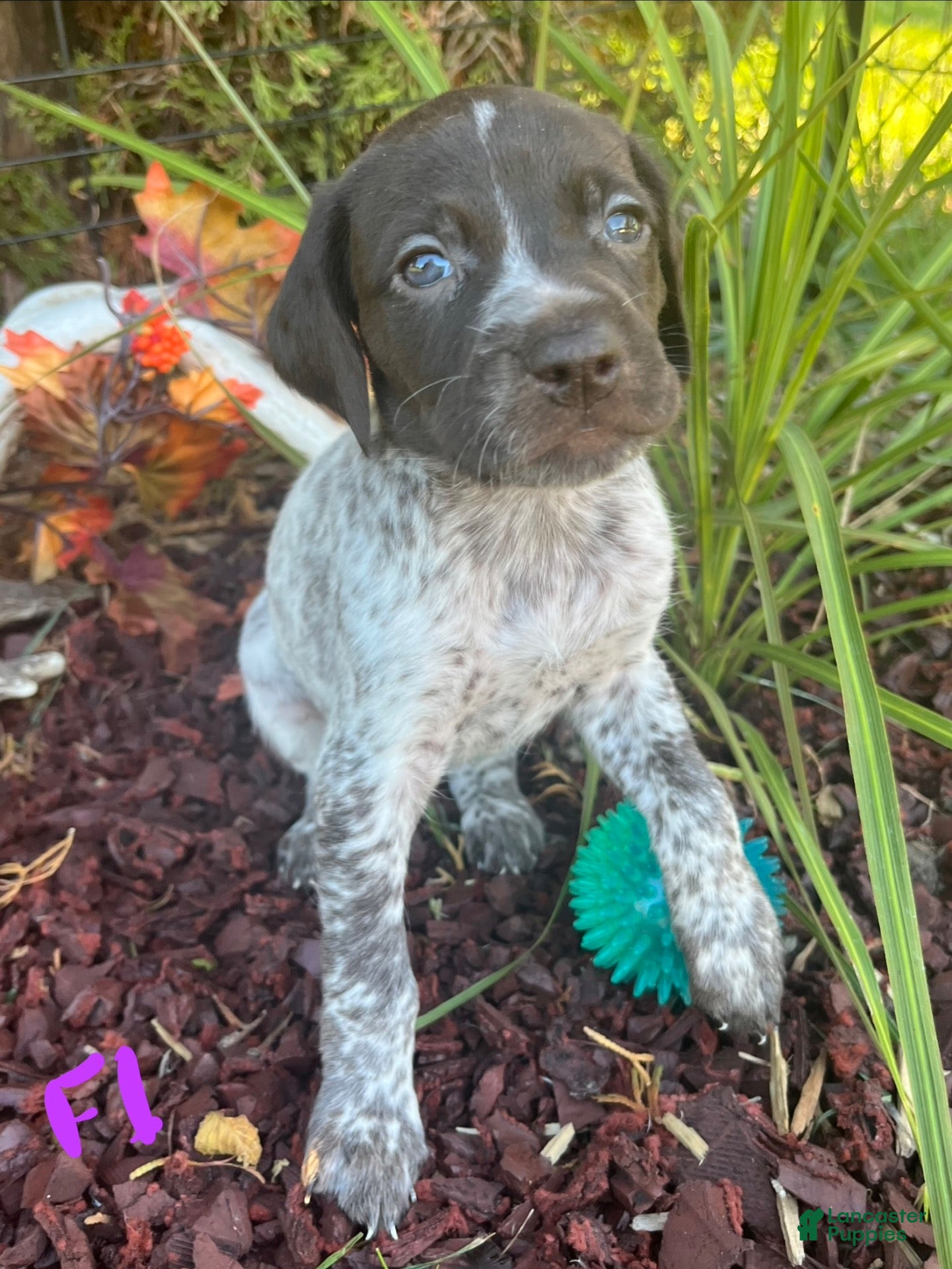 German Shorthaired Pointer dogs F1 - Ad 1