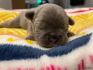 French Bulldog dogs French Bulldog Puppy 1 - Ad 30