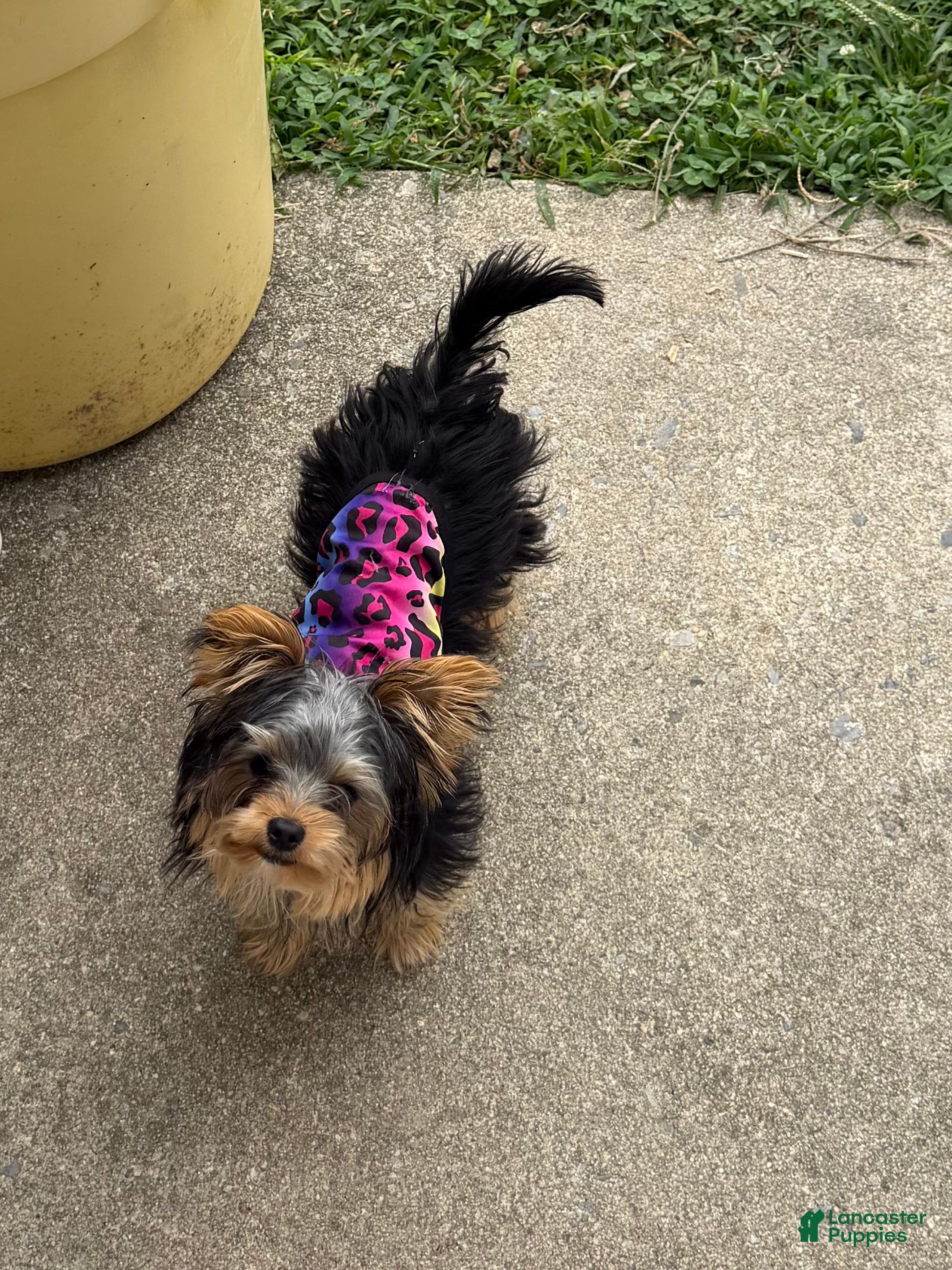 Yorkshire Terrier dogs Yorkie (teacup) - Ad 17