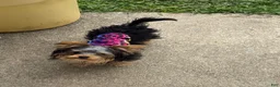Yorkshire Terrier dogs for sale: Yorkie (teacup) - Ad 1