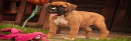Boxer dogs for sale: Cassie - Ad 6