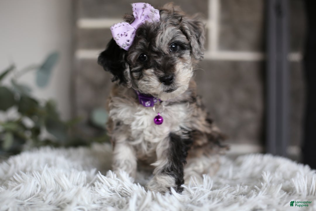 Miniature Poodle dogs for sale: Evie - Ad 1