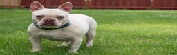 French Bulldog dogs for sale: Pierre - Ad 2