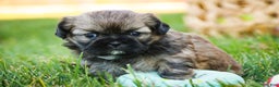 Shih Tzu dogs for sale: Shandy - Ad 6