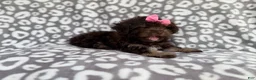 Cockapoo dogs for sale: Sloan - Ad 6