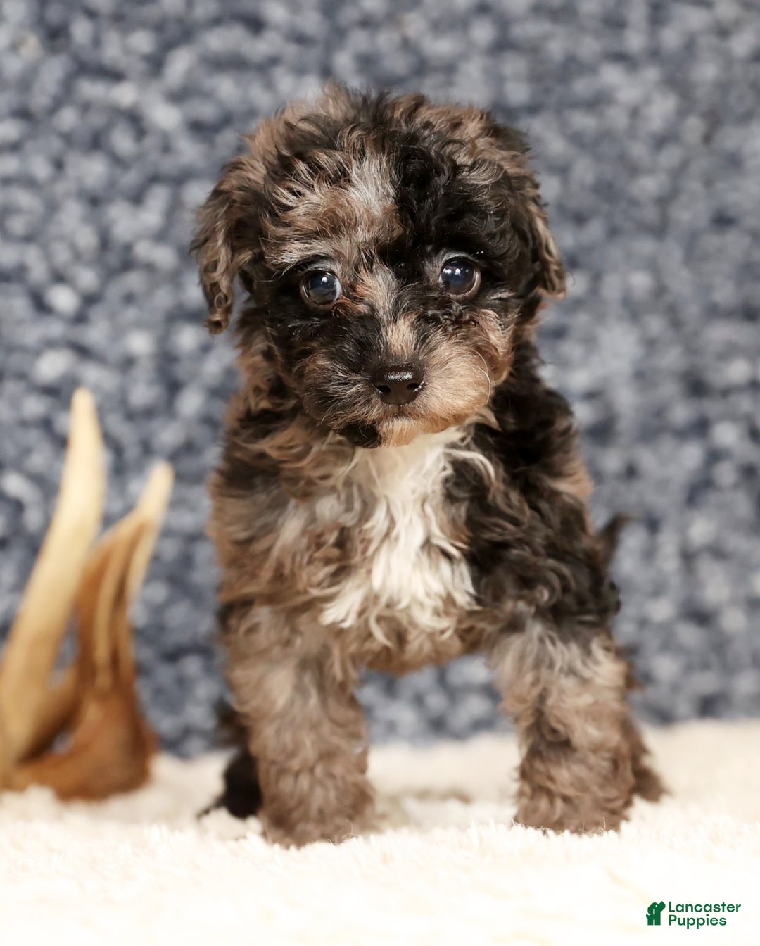 Havapoo dogs for sale: Evelyn - Ad 8