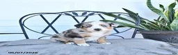 Australian Shepherd dogs for sale: Arthur - Ad 1