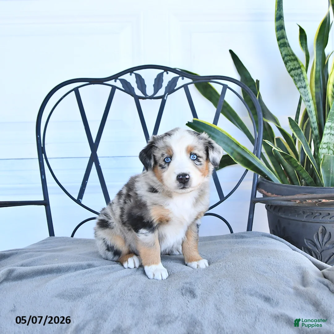 Australian Shepherd dogs for sale: Arthur - Ad 1
