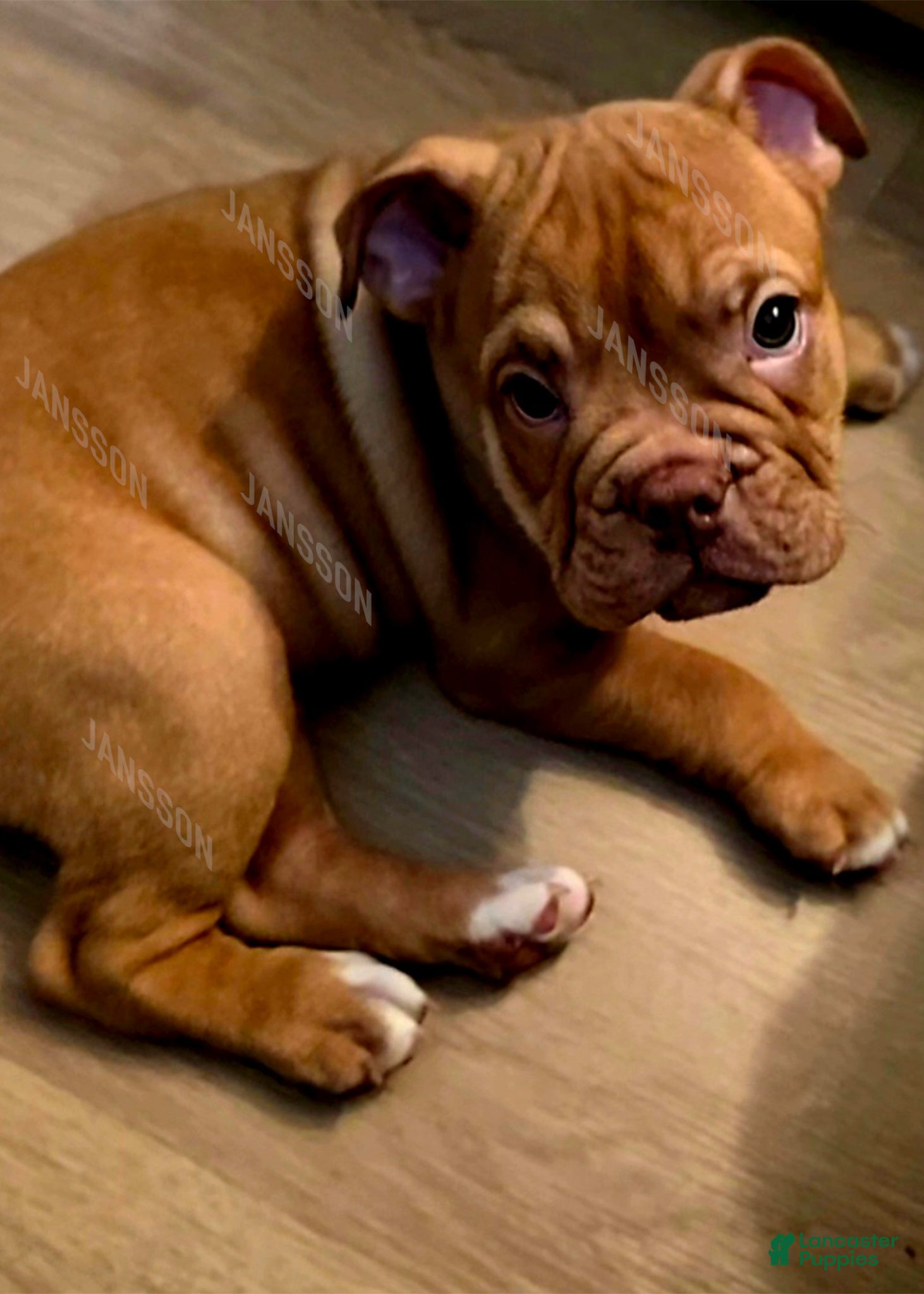 Olde English Bulldogge dogs Olde English Bulldogge Puppy Pretty - Ad 18