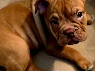 Olde English Bulldogge dogs Olde English Bulldogge Puppy Pretty - Ad 18