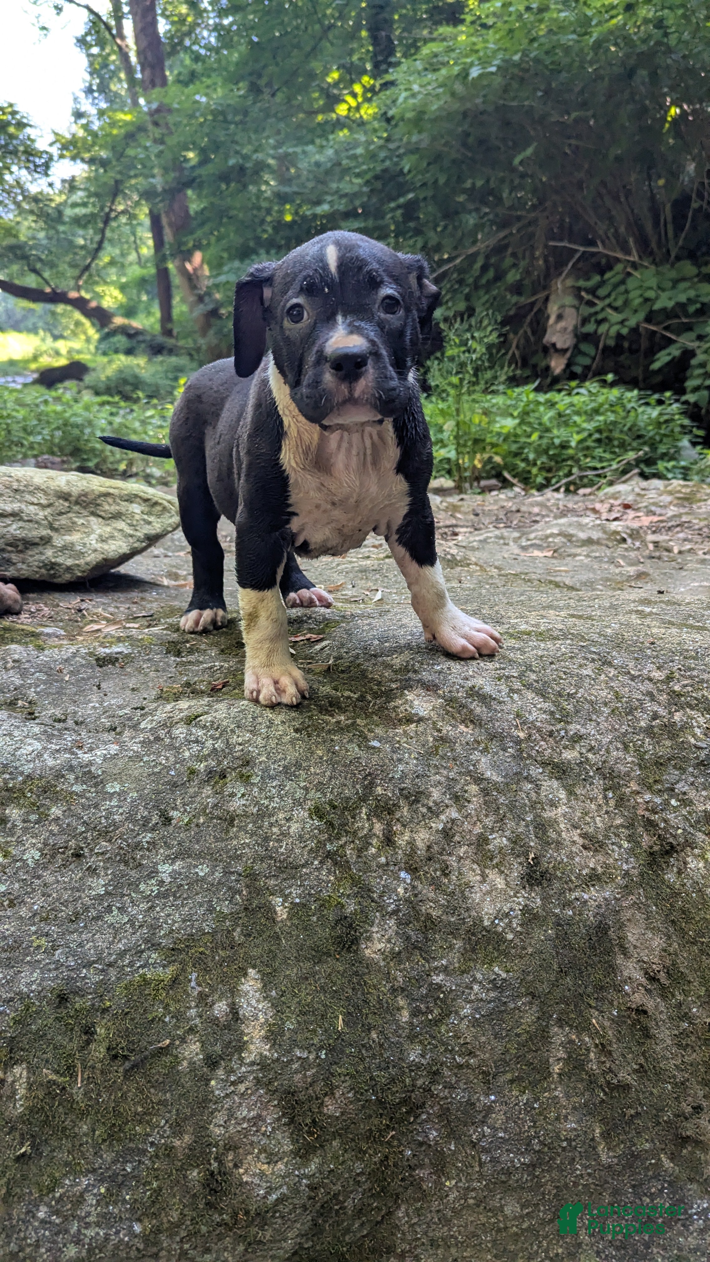 American Bully dogs Jet - Ad 1
