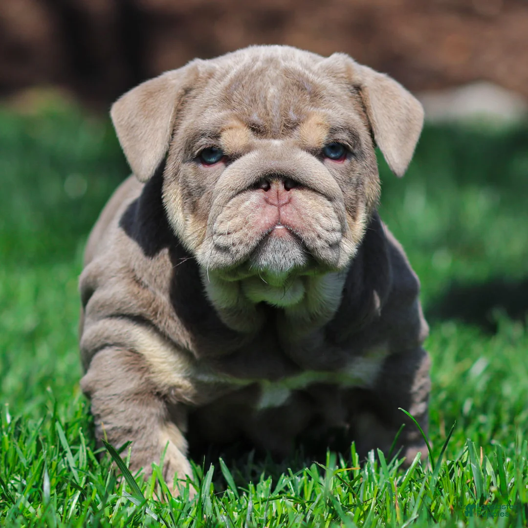 English Bulldog dogs for sale: Indigo Pearl English Bulldog Puppy  - Ad 1