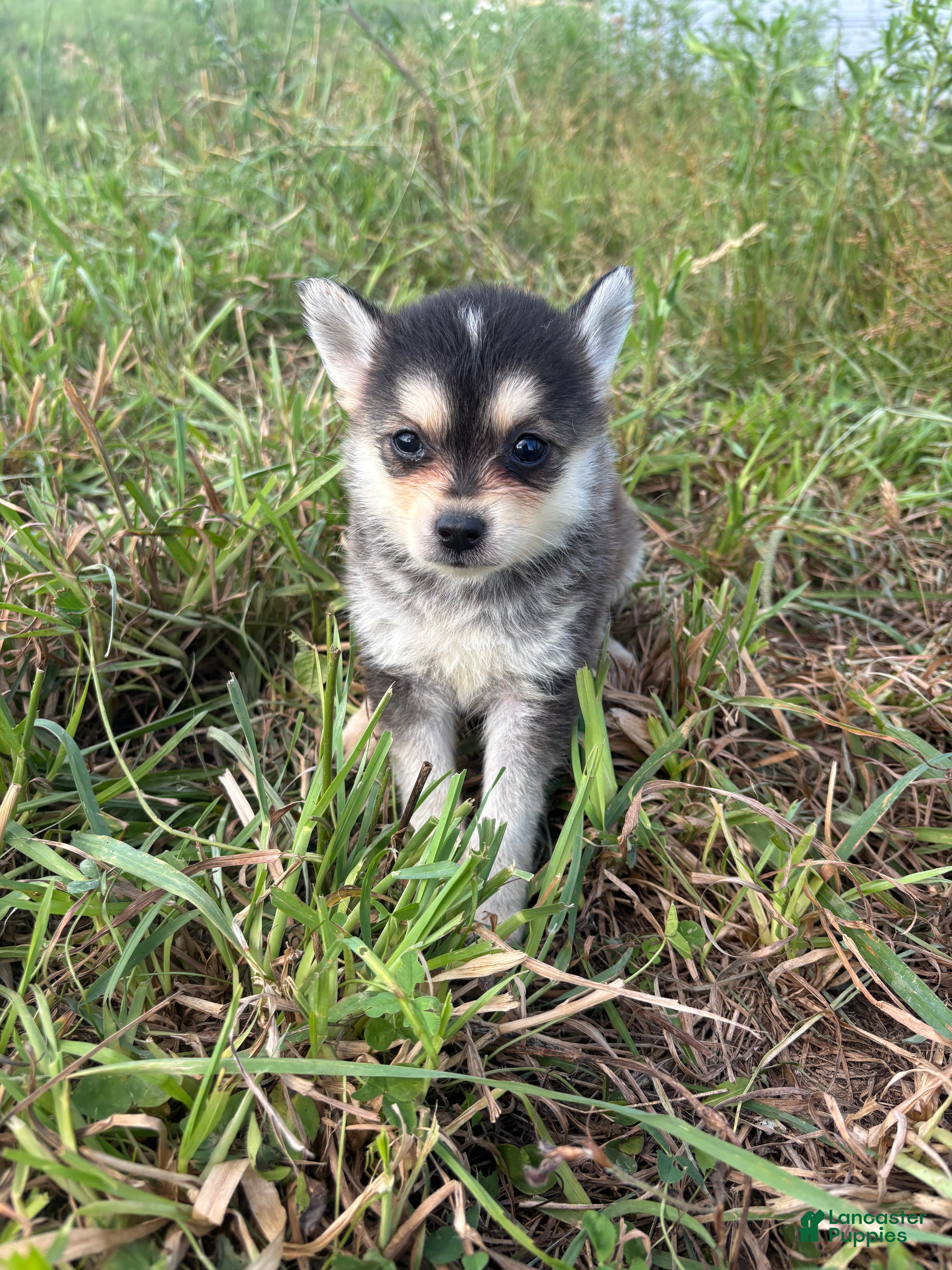 Pomsky dogs Leo  - Ad 17