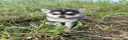 Pomsky dogs for sale: Leo  - Ad 1