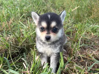Pomsky dogs Leo - Ad 17