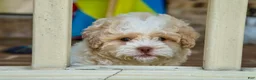 Shihpoo dogs for sale: Sullivan - Ad 13