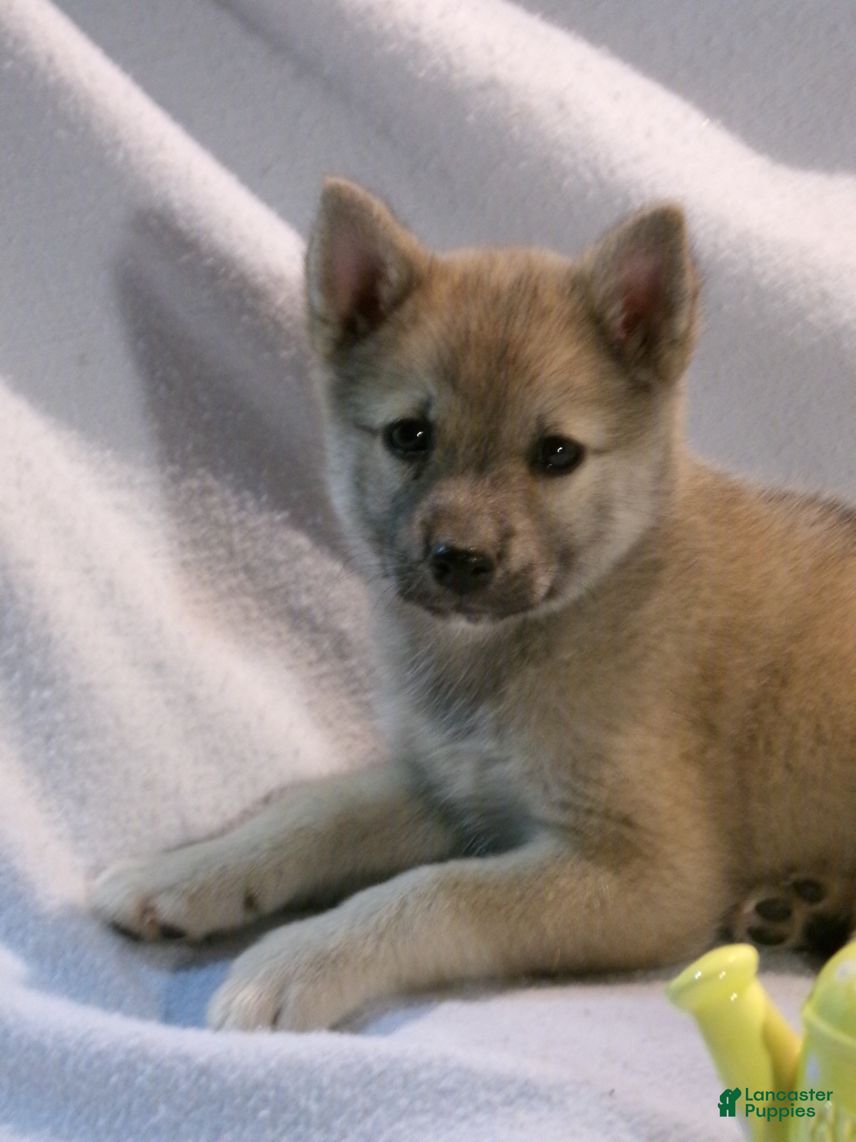 Pomsky dogs Mocha - Ad 2