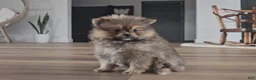Pomeranian dogs for sale: Pomeranian Puppy 2 - Ad 4