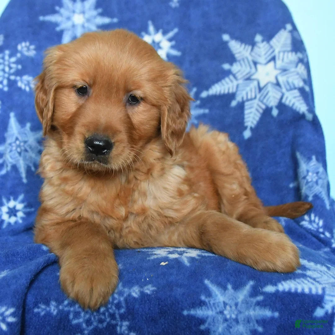 Golden Retriever dogs for sale: Wanda - Ad 3
