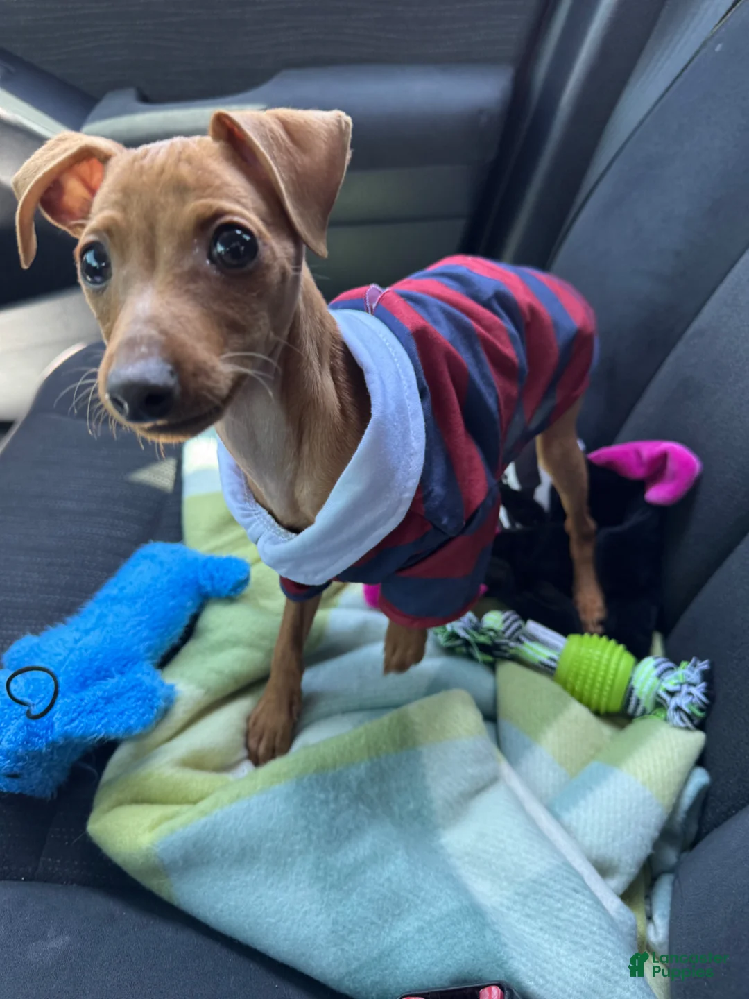 Miniature Pinscher dogs for sale: Miniature Pinscher Puppy 1 - Ad 13
