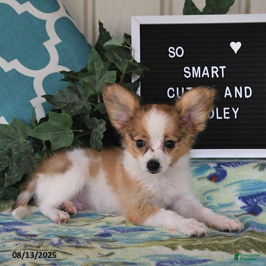 Papillon dogs for sale: Shadow - Ad 9