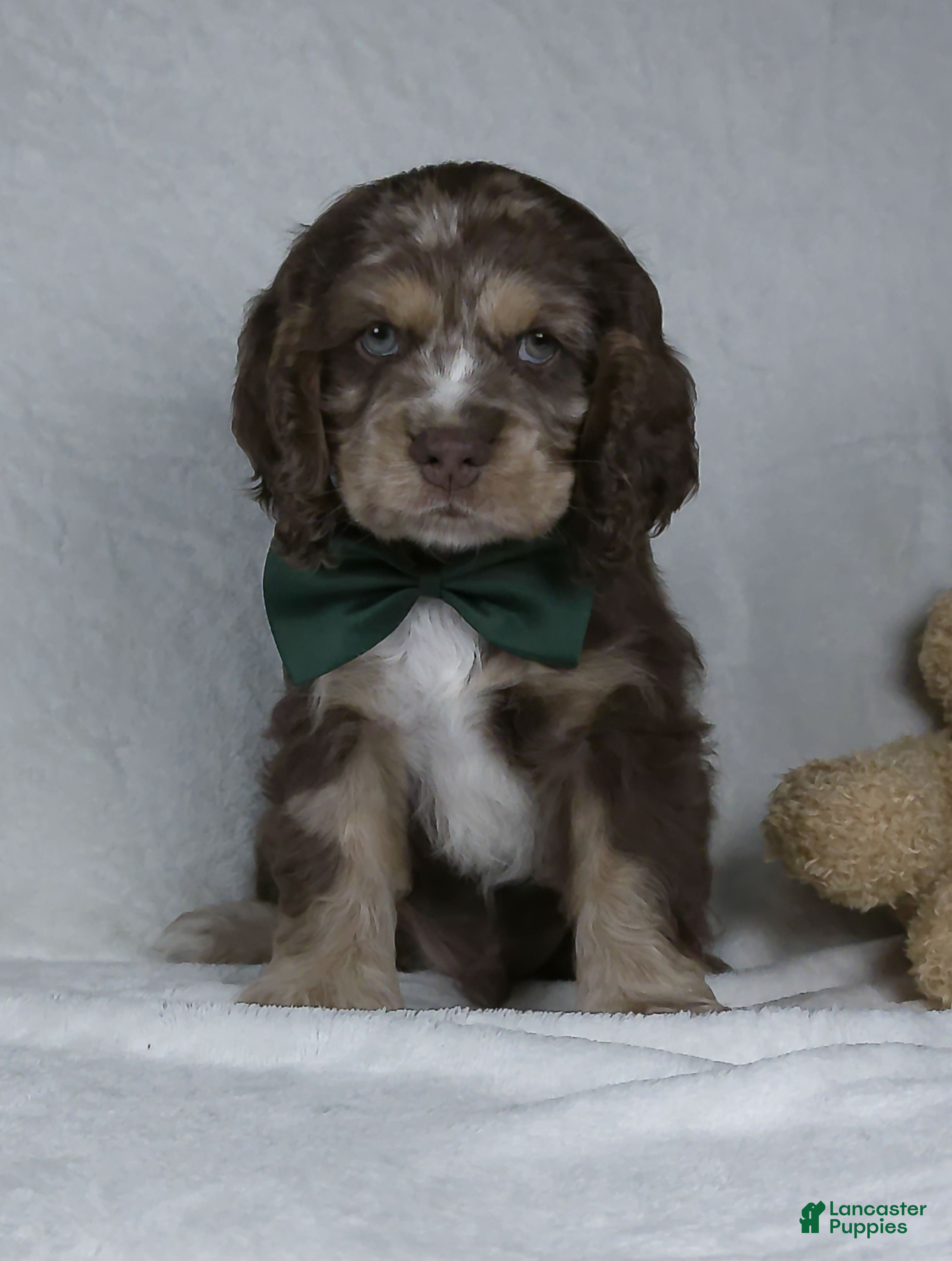 Cocker Spaniel dogs for sale: Riley - Ad 2