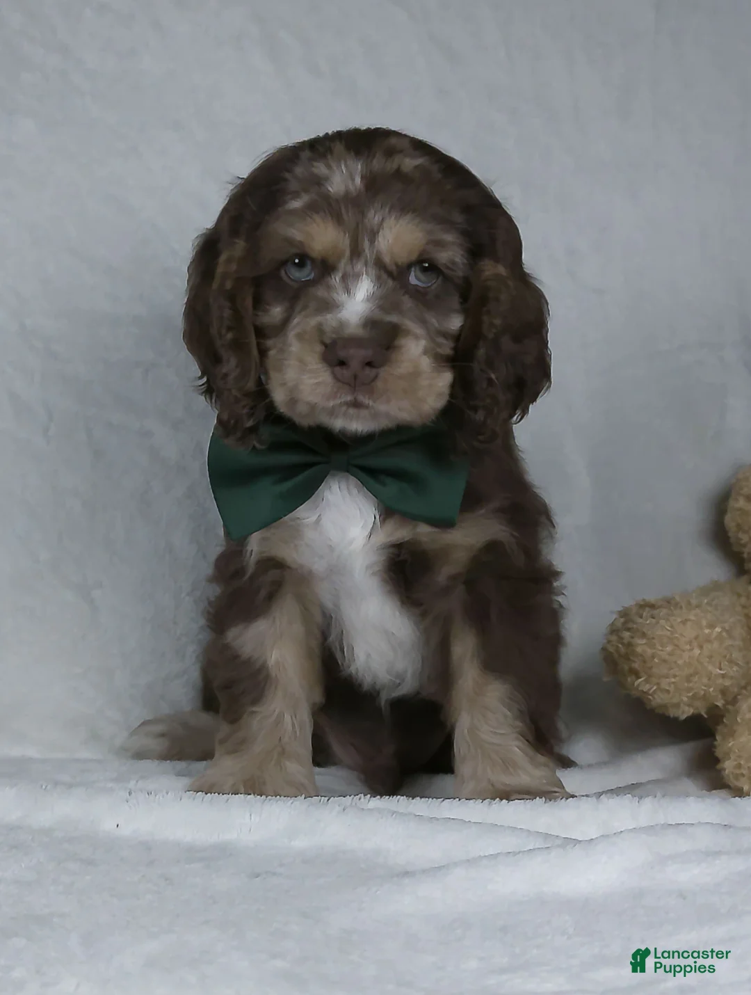 Cocker Spaniel dogs for sale: Riley - Ad 1
