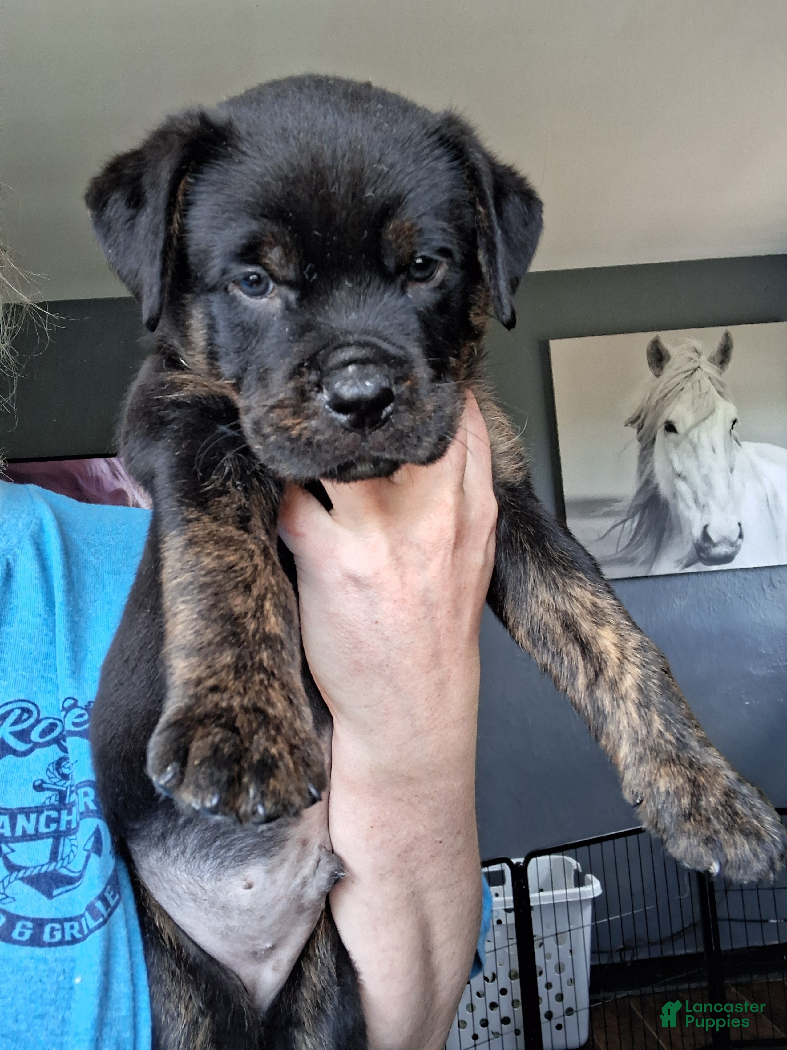 Mixed Breed dogs Sly - Ad 2