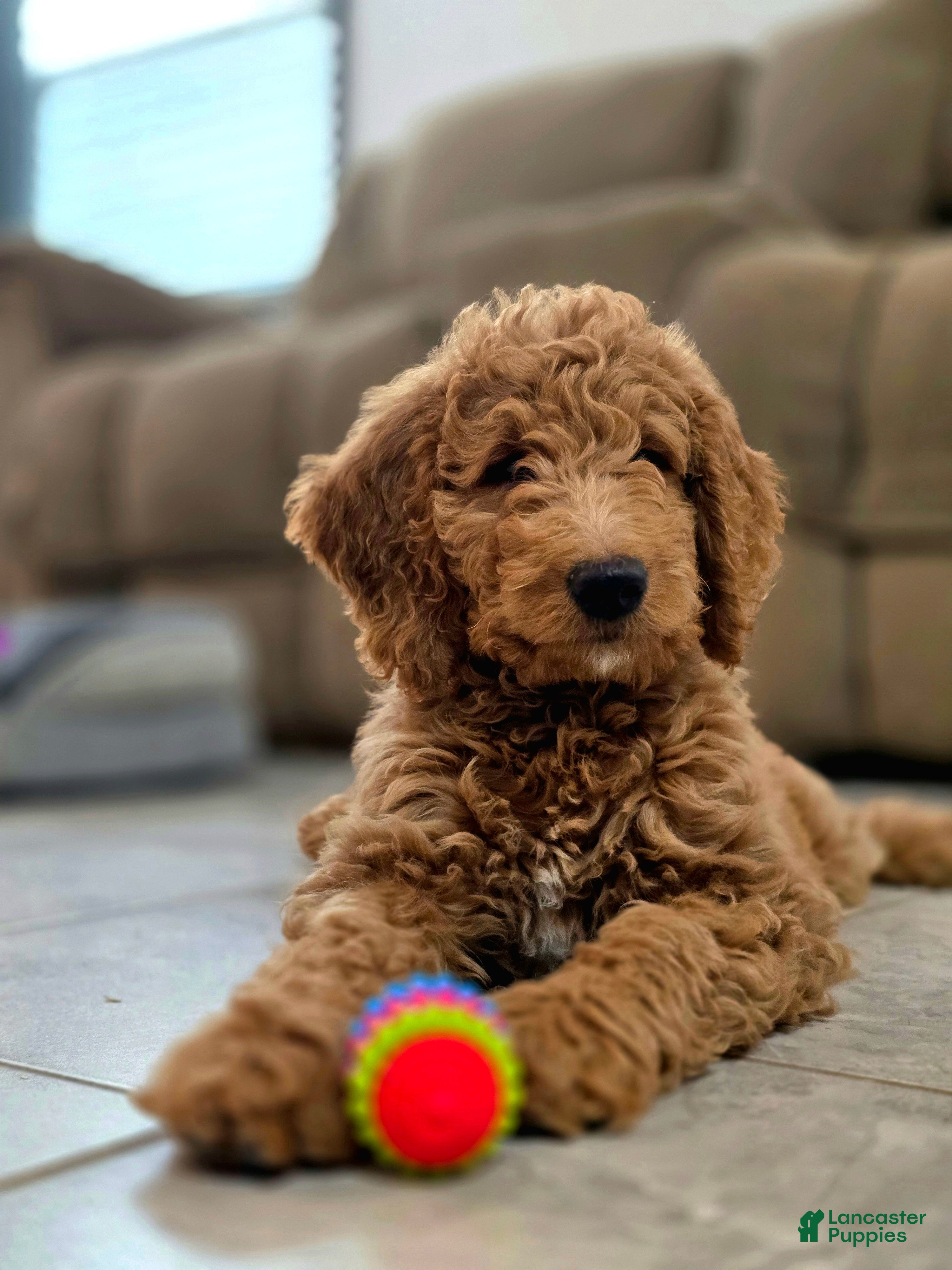 Goldendoodle dogs Medium Pumkin - Ad 29