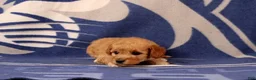 Mini Goldendoodle dogs for sale: Mini Goldendoodle 7 - Ad 3