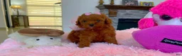 Toy Poodle dogs for sale: Romeo - Ad 4
