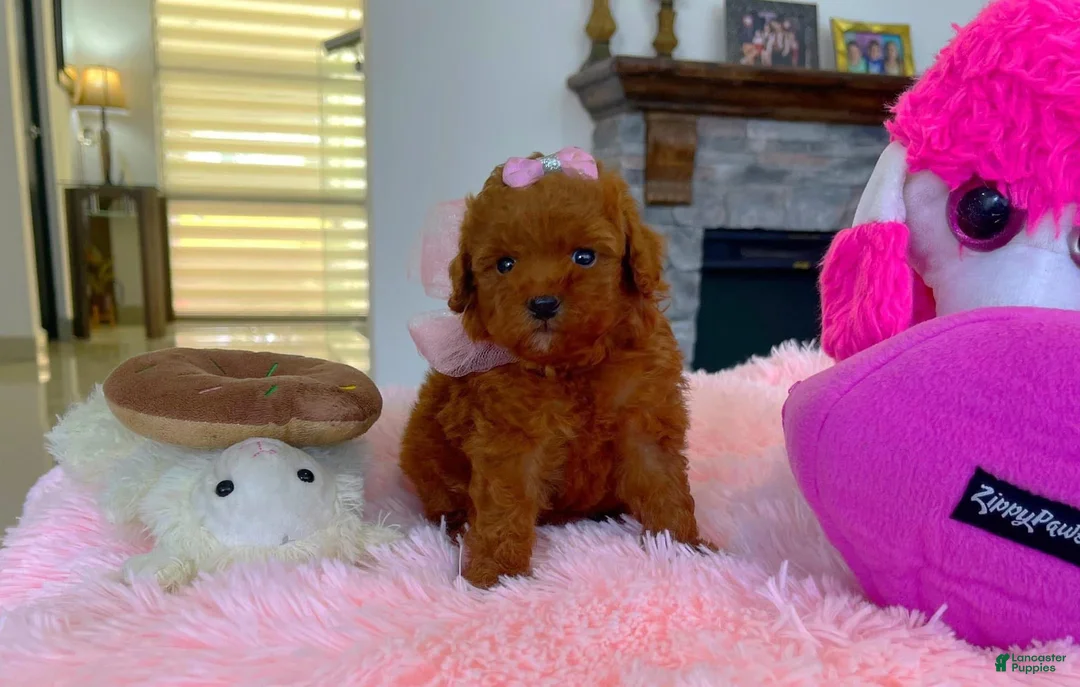 Toy Poodle dogs for sale: Teddy - Ad 18