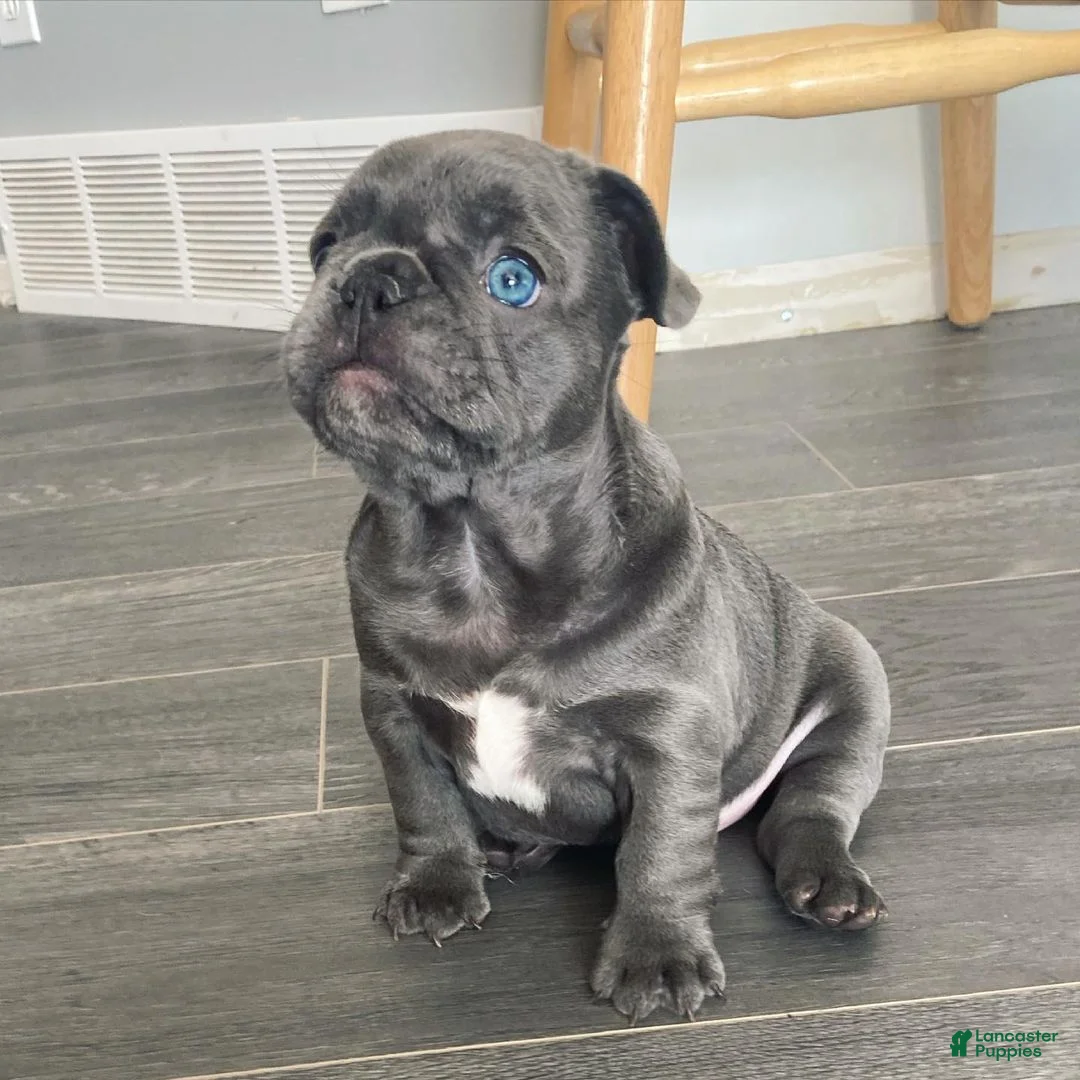 French Bulldog dogs for sale: Chichi - Ad 2
