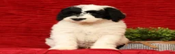 Sheepadoodle dogs for sale: Diesel - Ad 9