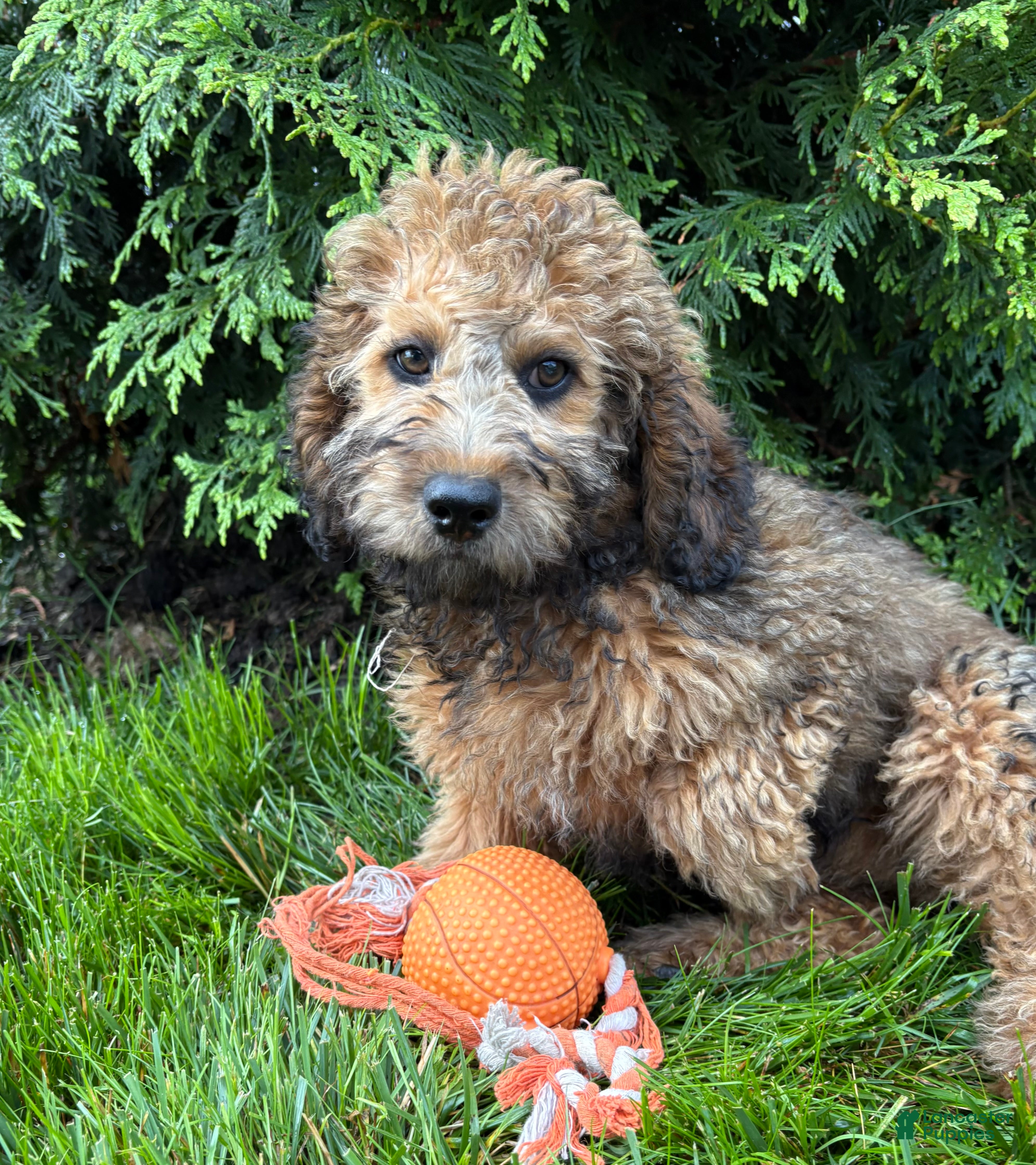 Whoodle dogs Dolly - Ad 1