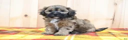 Shihpoo dogs for sale: Sunny - Ad 4