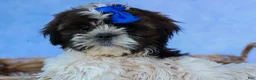 Shih Tzu dogs for sale: RANDY - Ad 6